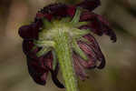 Grassleaf coneflower